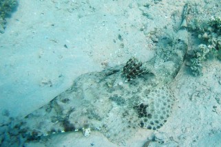 Papilloculiceps longiceps - Teppich-Krokodilsfisch